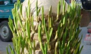 全家桶里有什么 全家桶里有什么